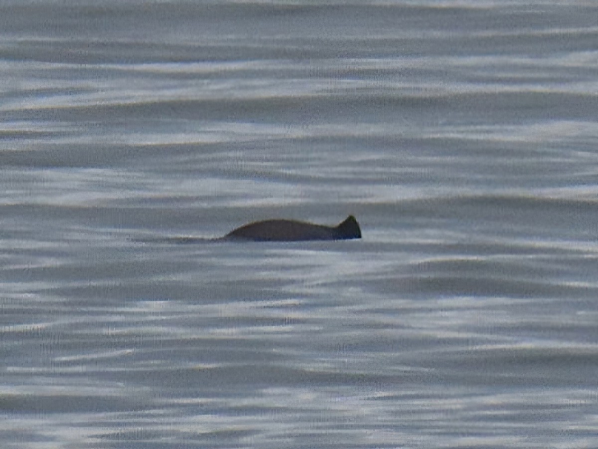 Harbour Porpoise - ML646228841
