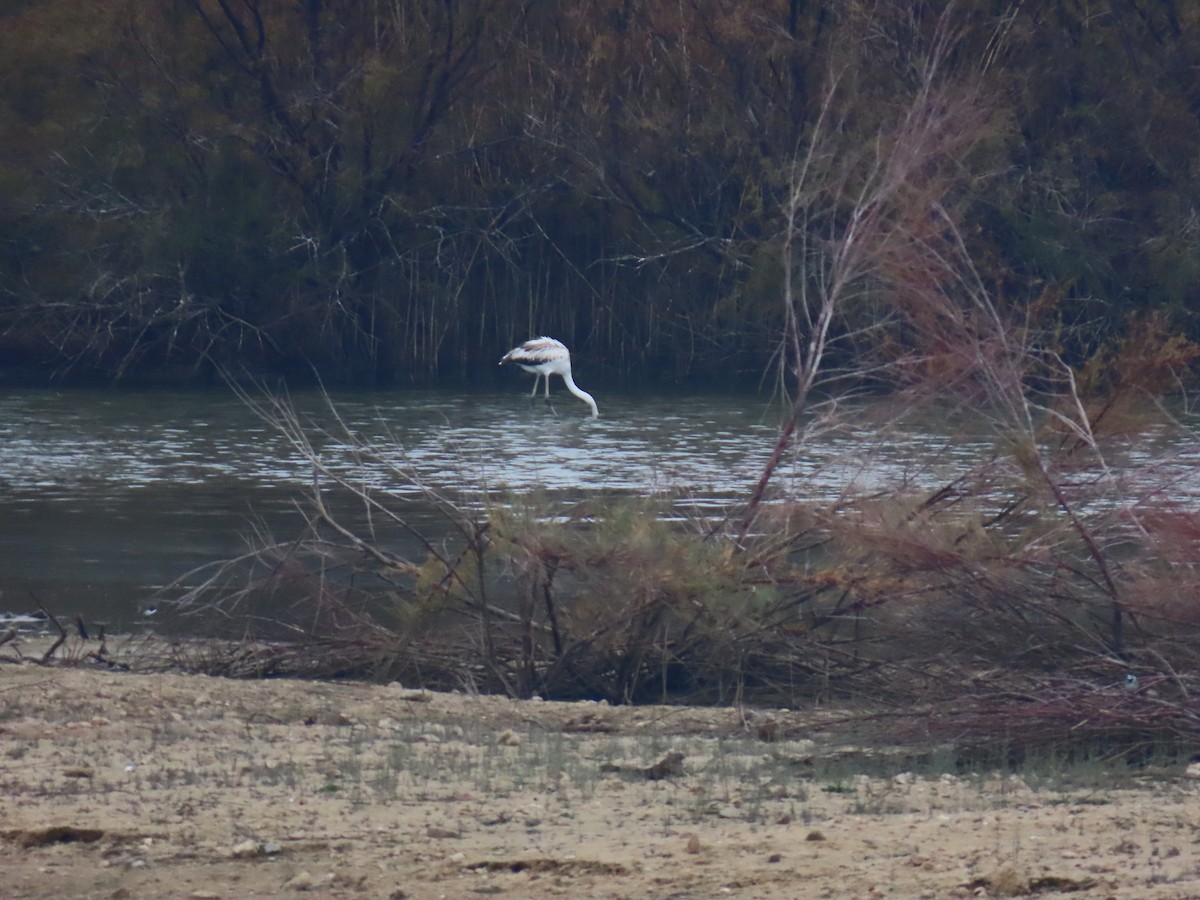 大紅鸛 - ML646228846
