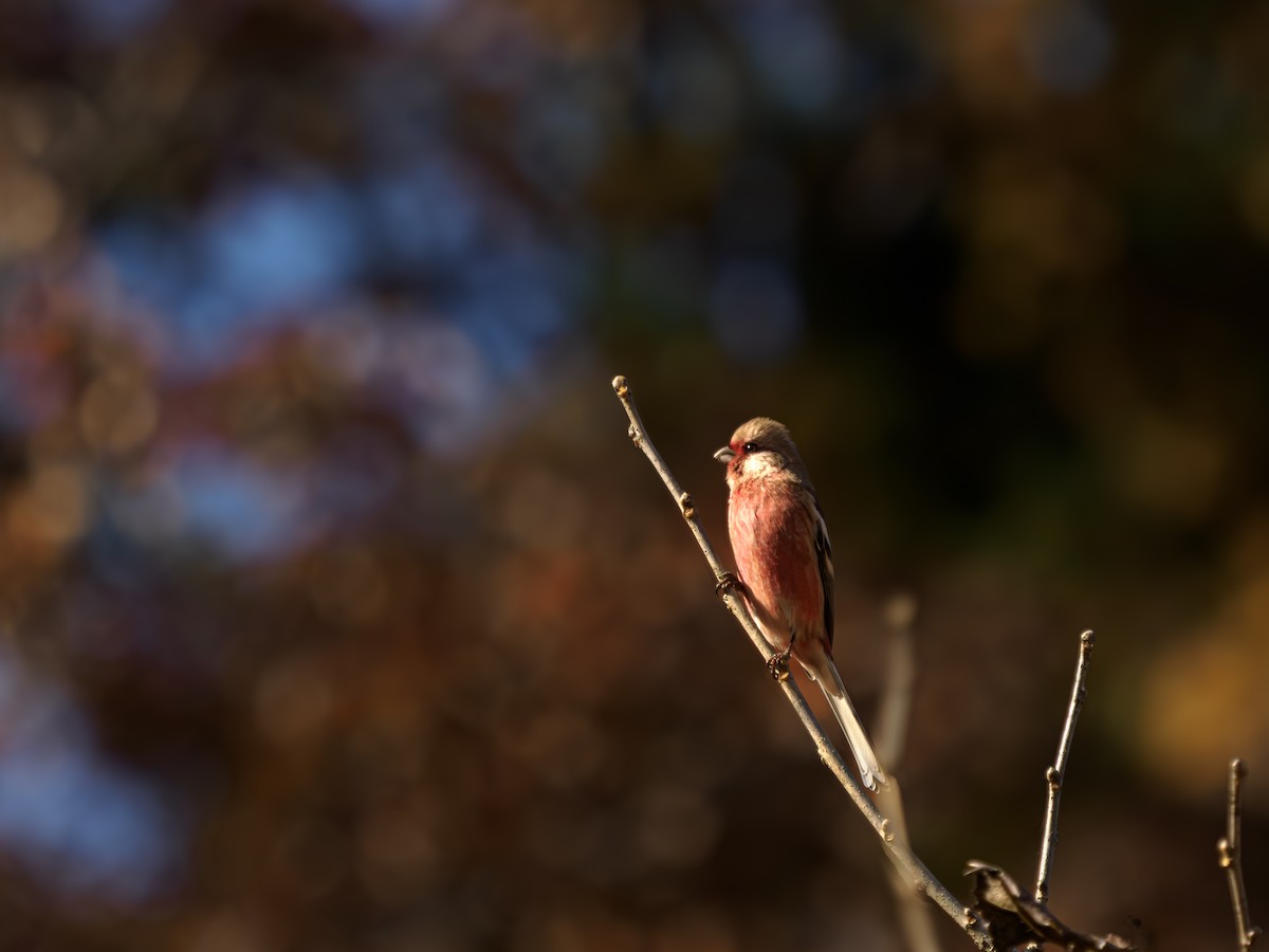 Long-tailed Rosefinch - ML646228847