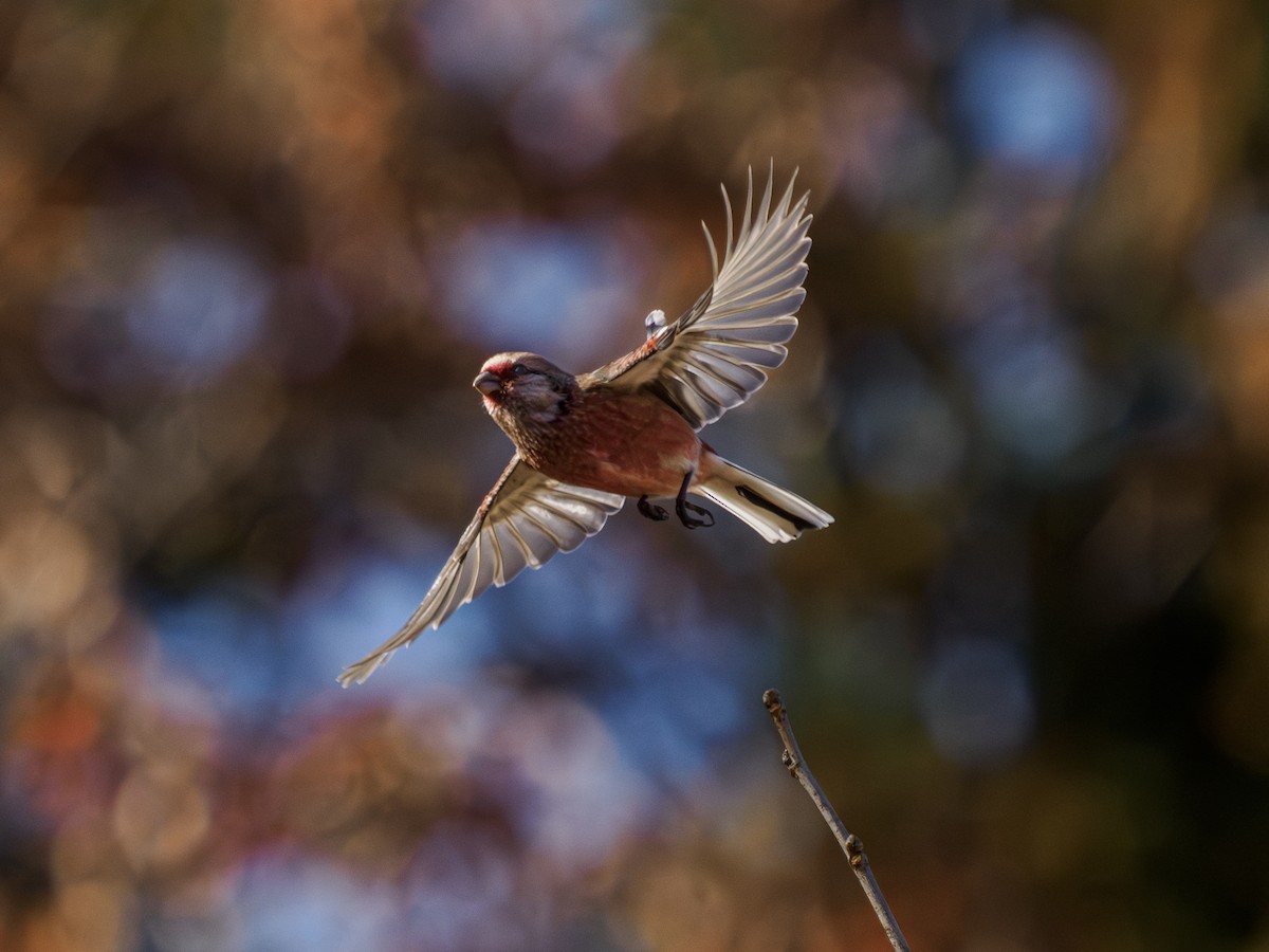 Long-tailed Rosefinch - ML646228848