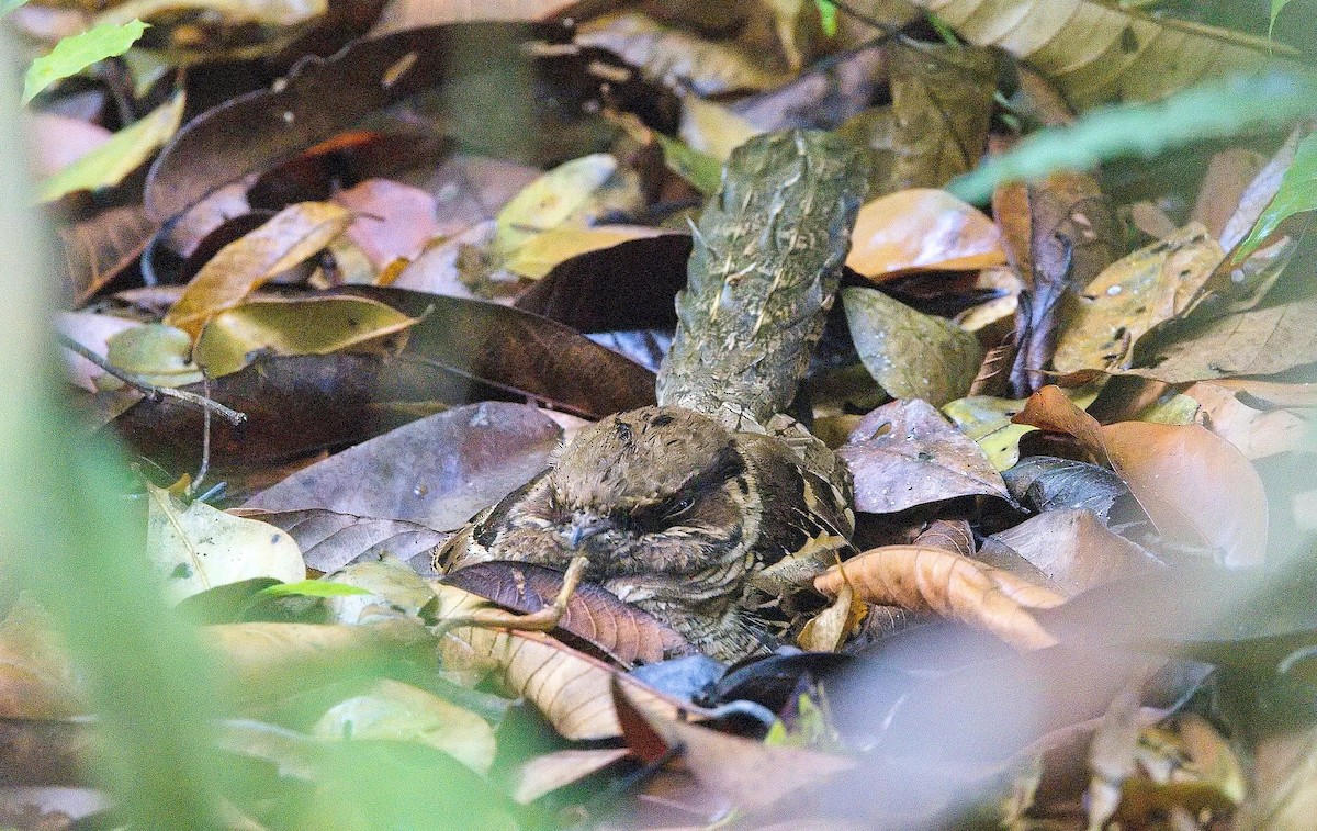 Пораке - ML646228851