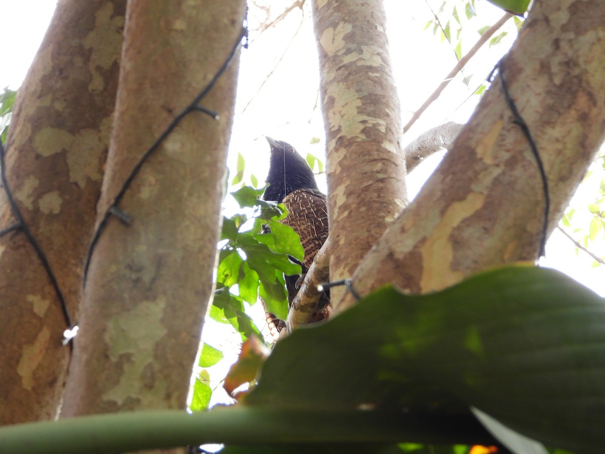 Pheasant Coucal - ML646228852