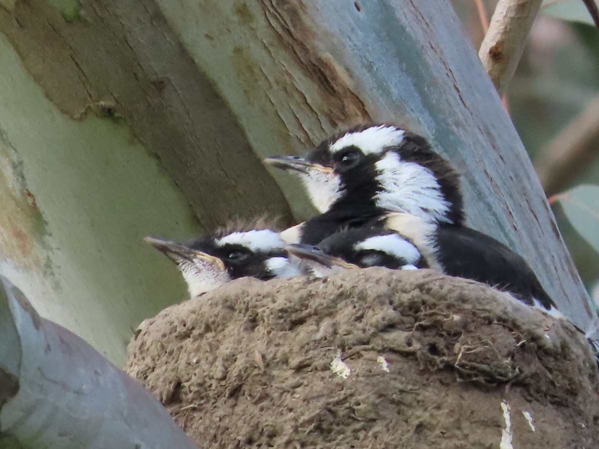 Magpie-lark - ML646228854