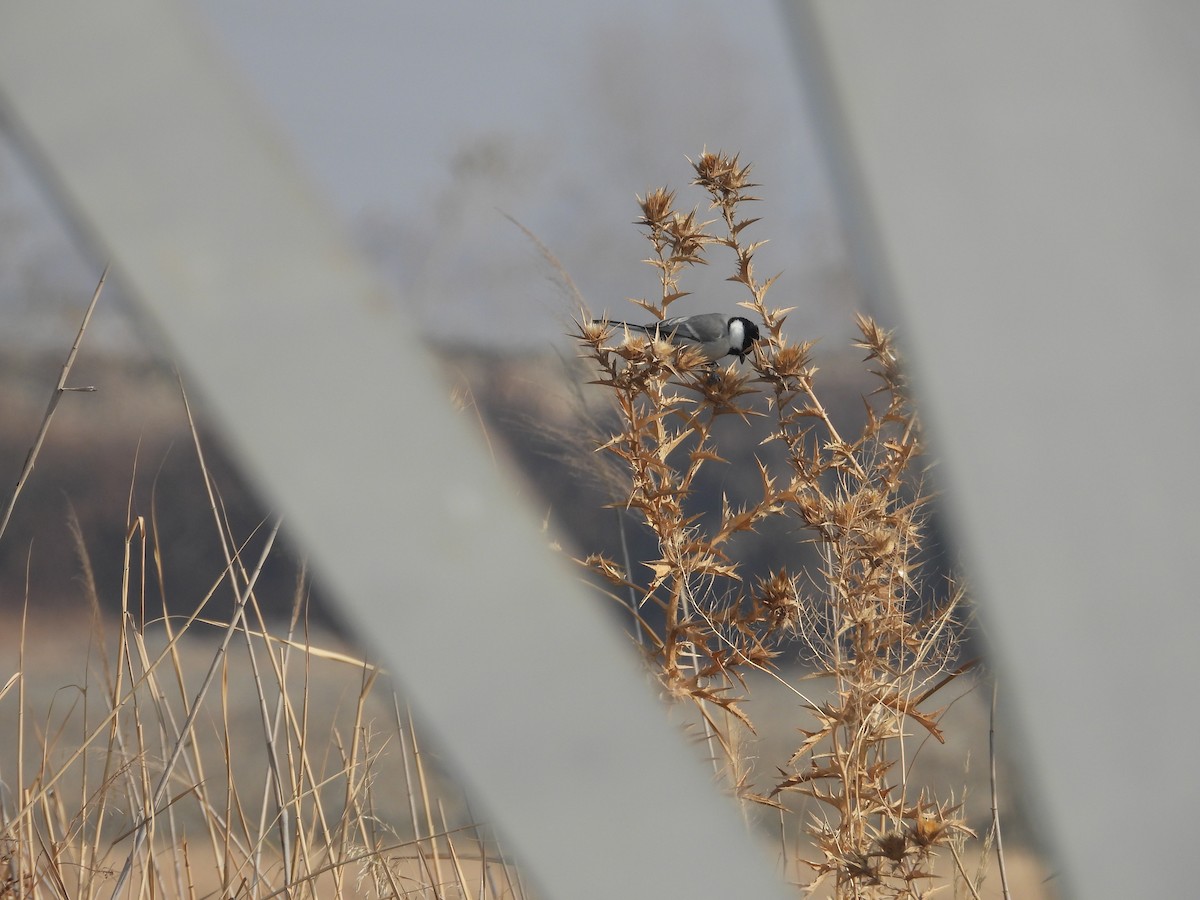 Great Tit - ML646228855