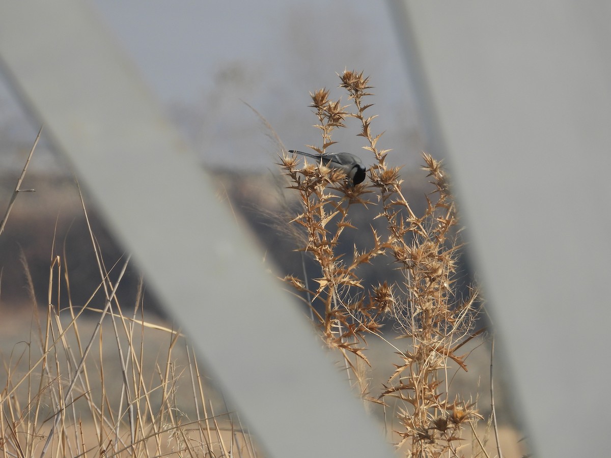 Great Tit - ML646228856