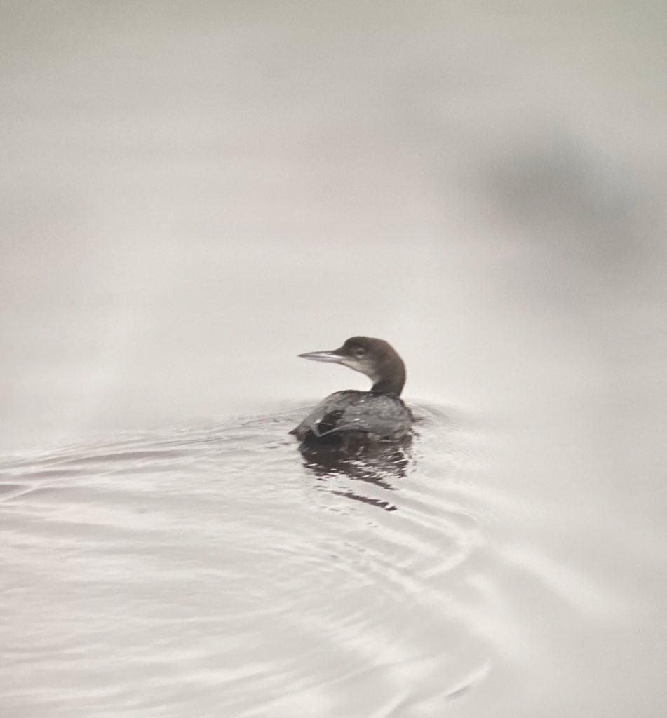 Strolaga maggiore - ML646228859