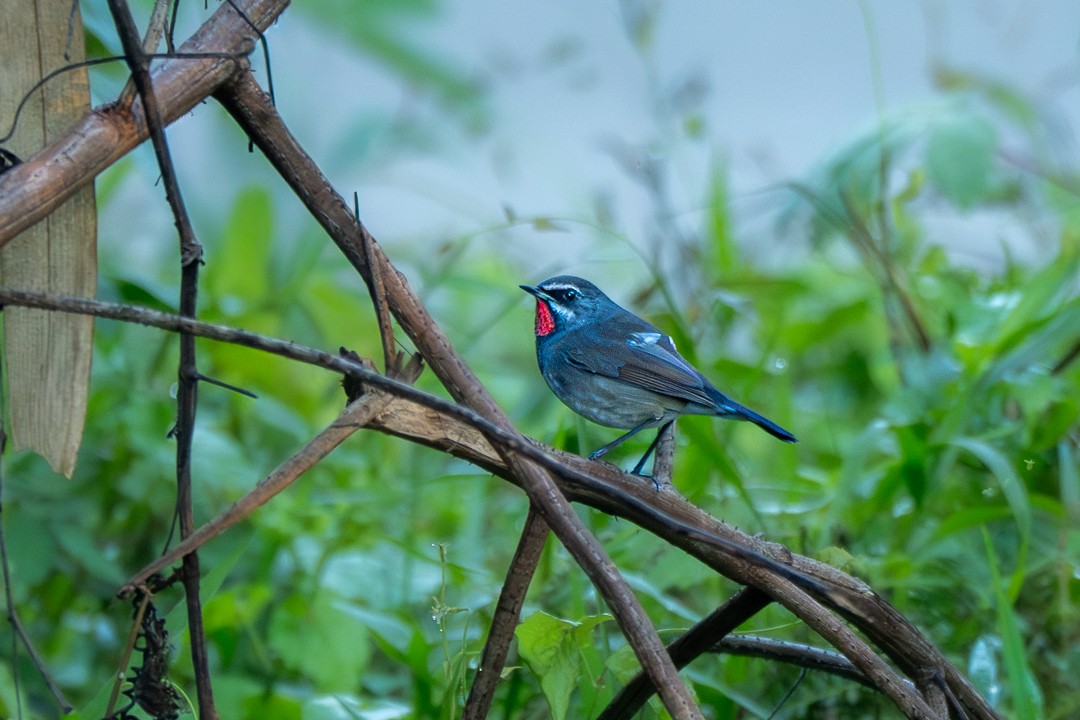 Siberian Rubythroat - ML646228862