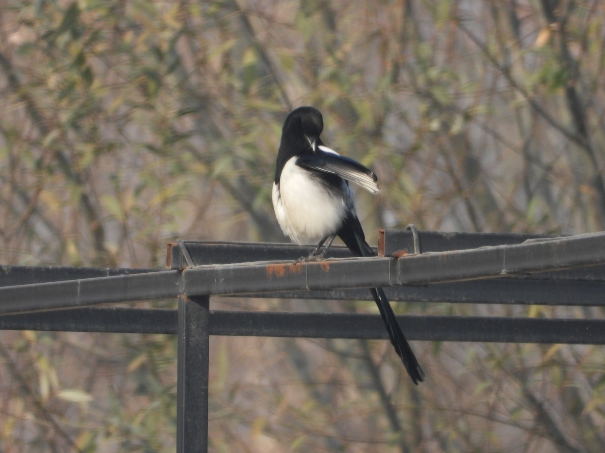 Eurasian Magpie - ML646228863