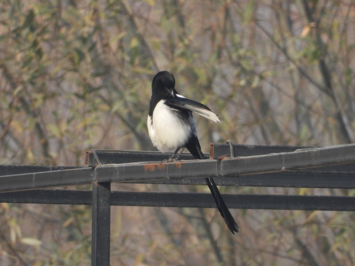 Eurasian Magpie - ML646228864