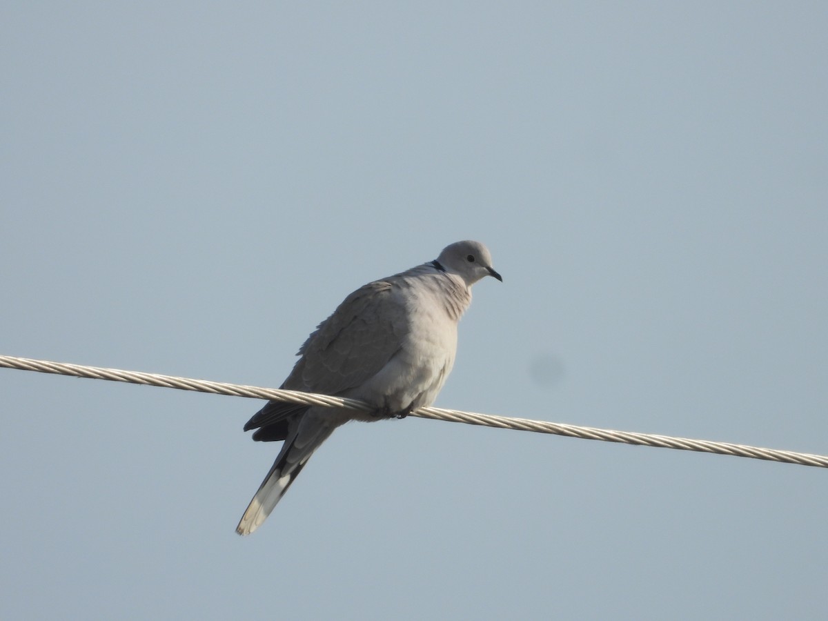 Eurasian Collared-Dove - ML646228869