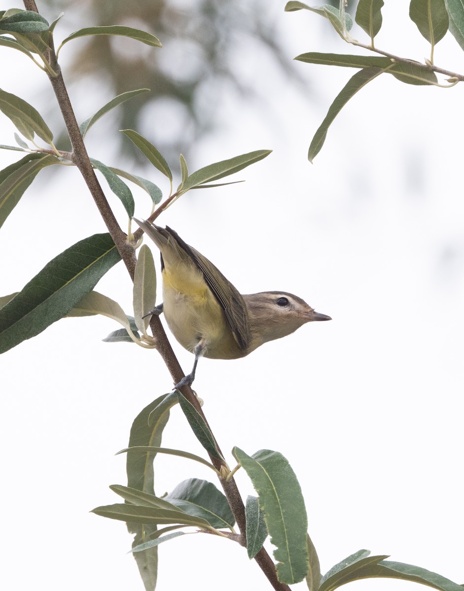 Western Warbling Vireo - ML646228870