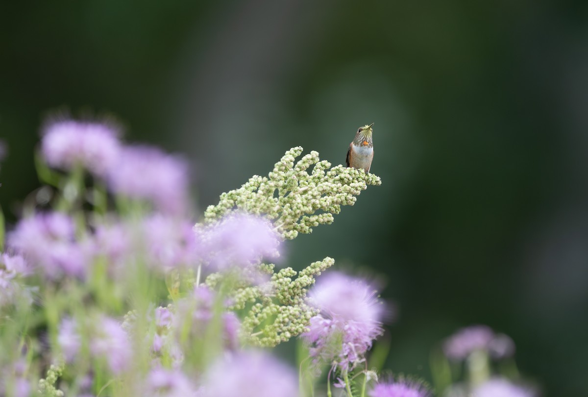 Rufous Hummingbird - ML646228873