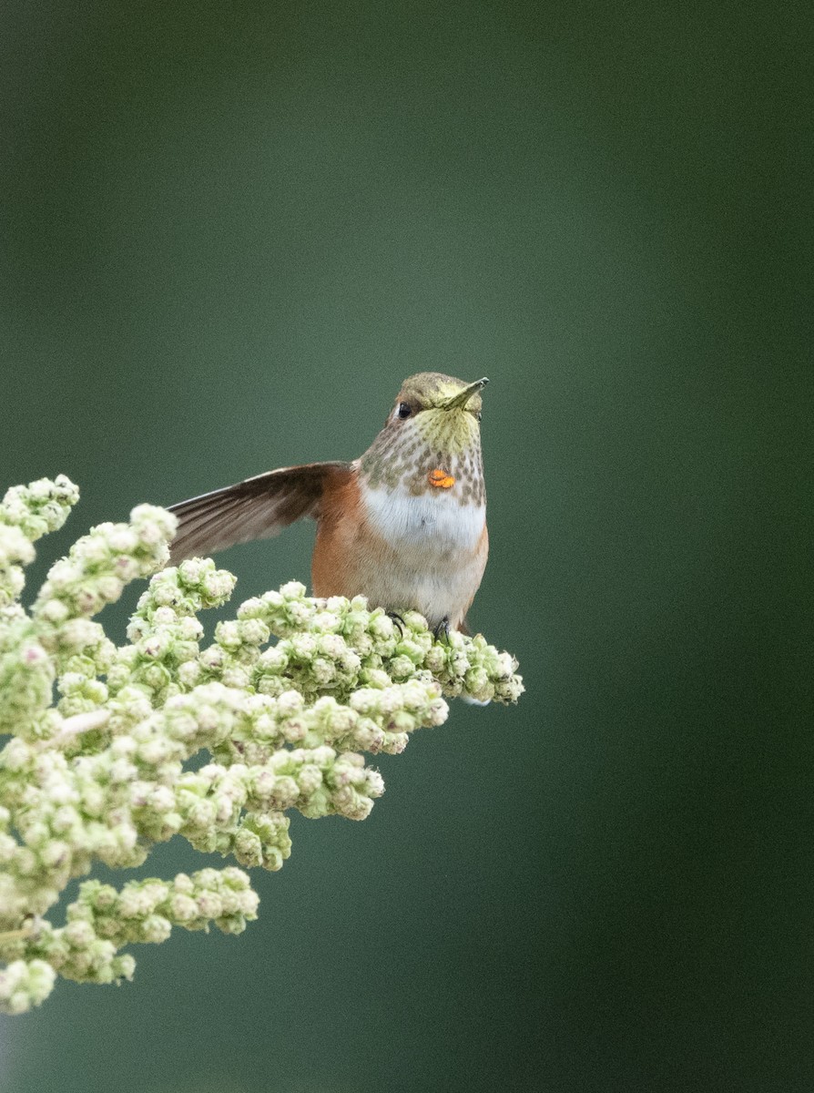 Rufous Hummingbird - ML646228875