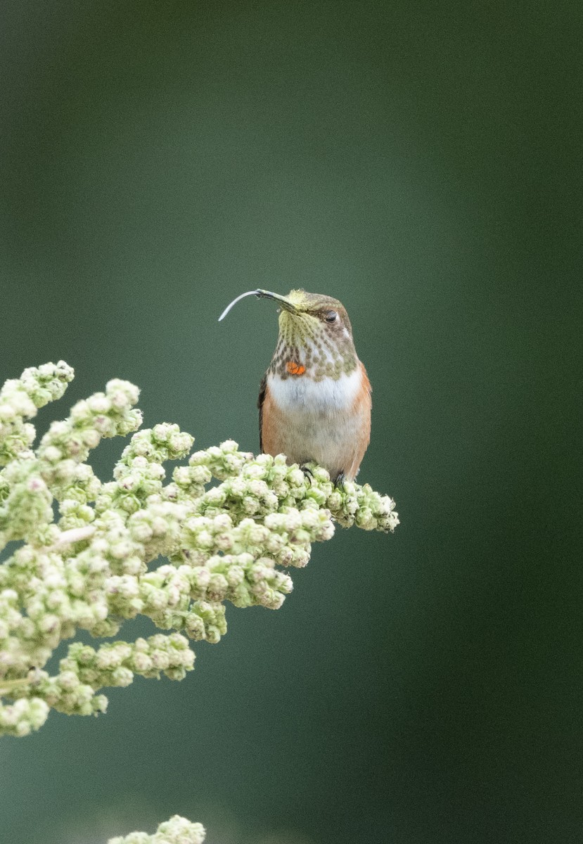 Rufous Hummingbird - ML646228876