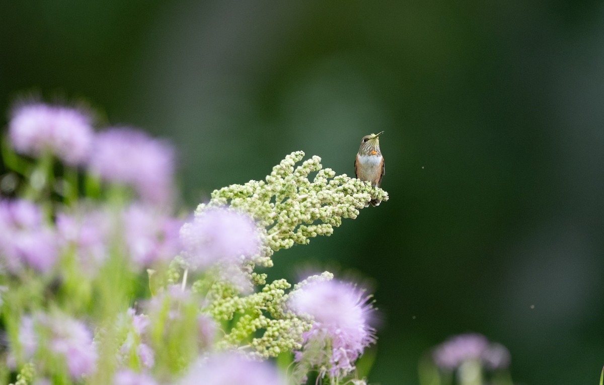 Rufous Hummingbird - ML646228878