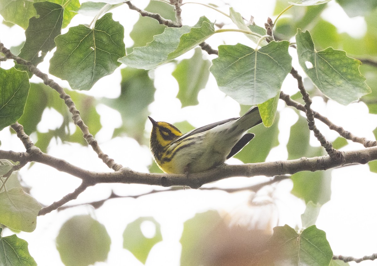 Желтобровая древесница - ML646228879