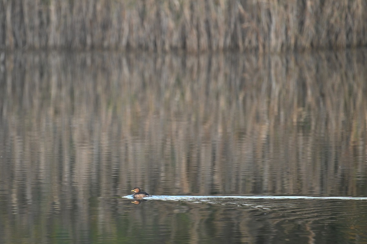Малая поганка (группа ruficollis) - ML646228881