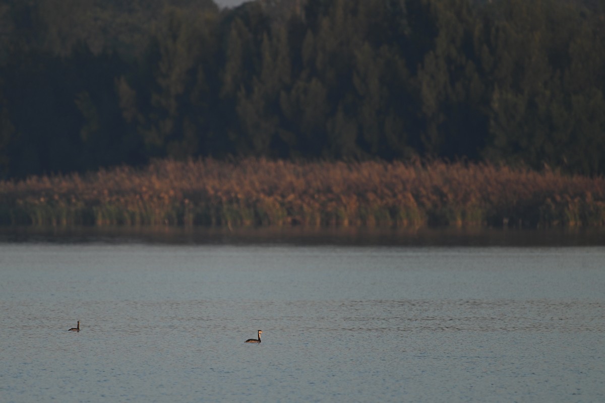 Чомга - ML646228882