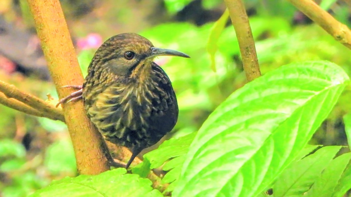 Ассамская серпоклювка - ML646228883