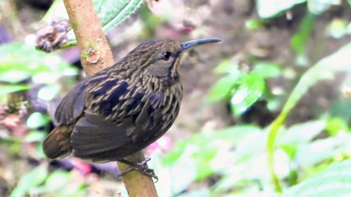 Ассамская серпоклювка - ML646228884