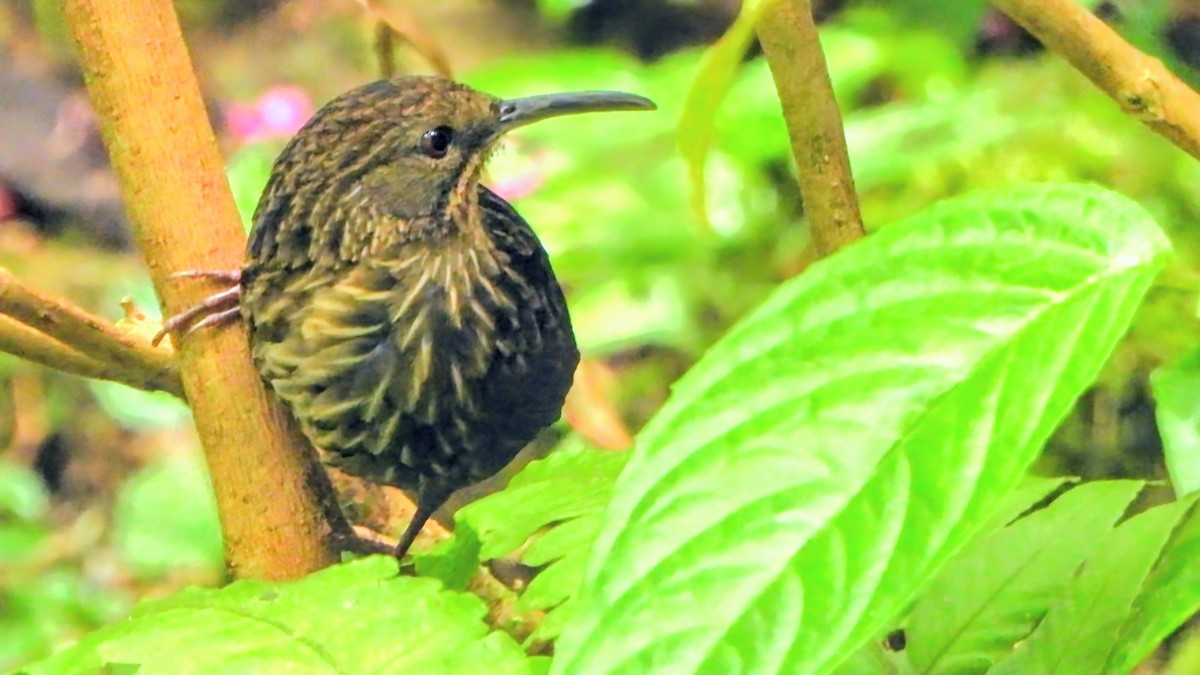 Ассамская серпоклювка - ML646228885
