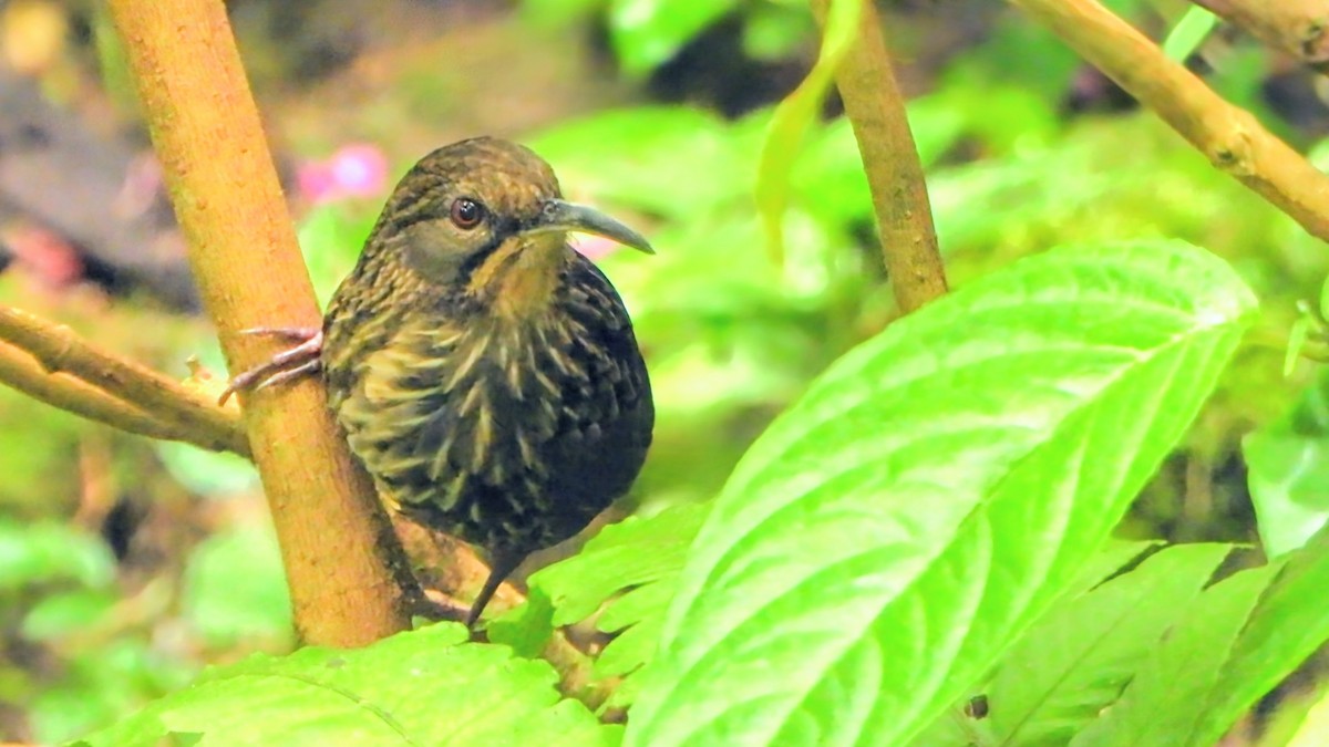Ассамская серпоклювка - ML646228886