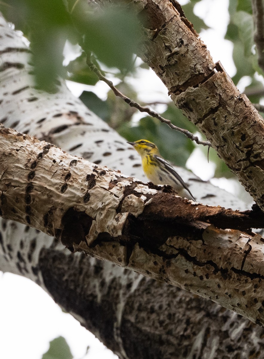 Желтобровая древесница - ML646228887