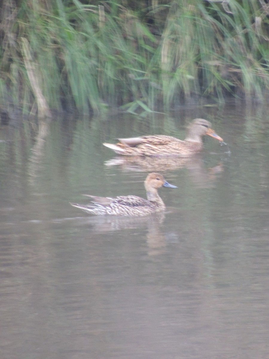 Шилохвость - ML646228889