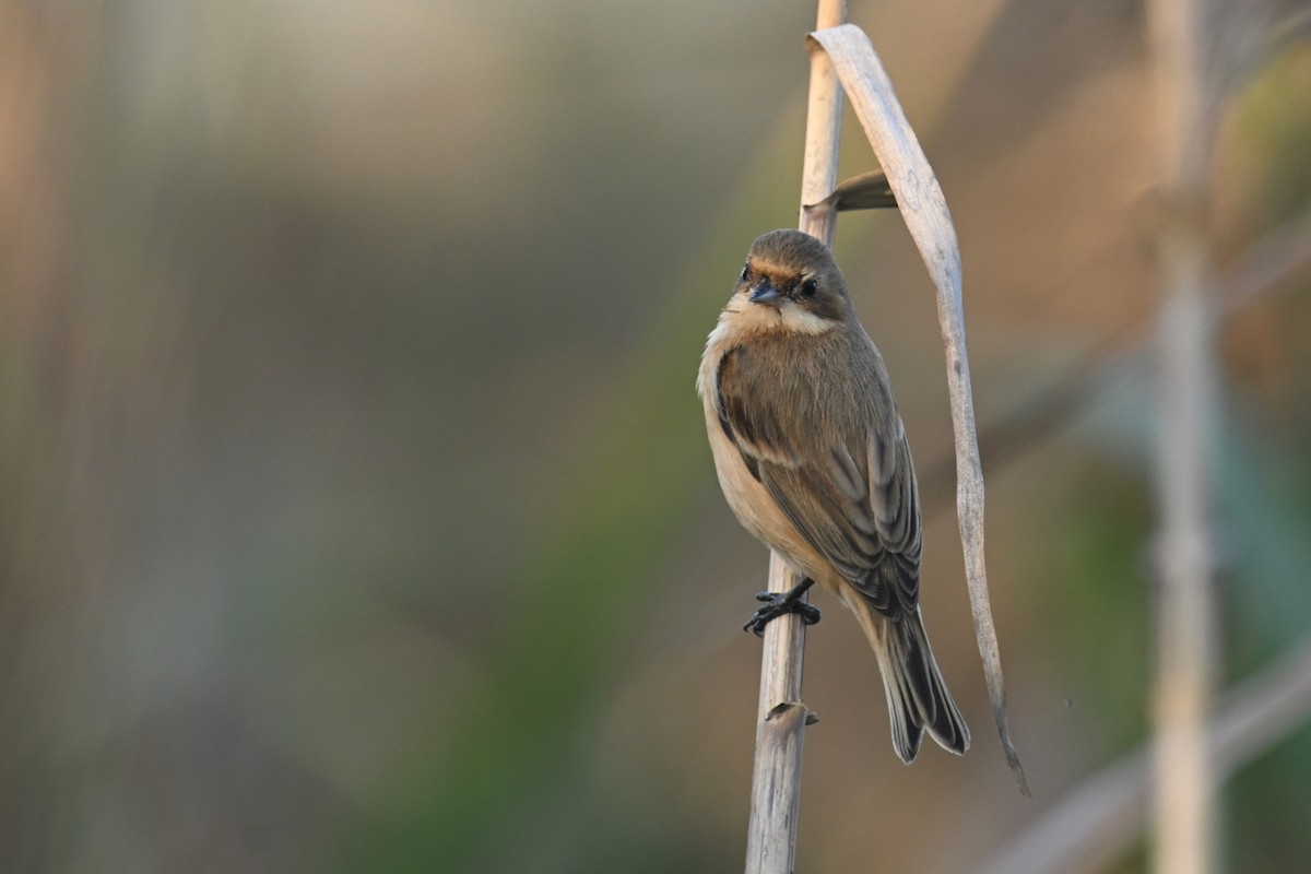 Китайский ремез - ML646228890