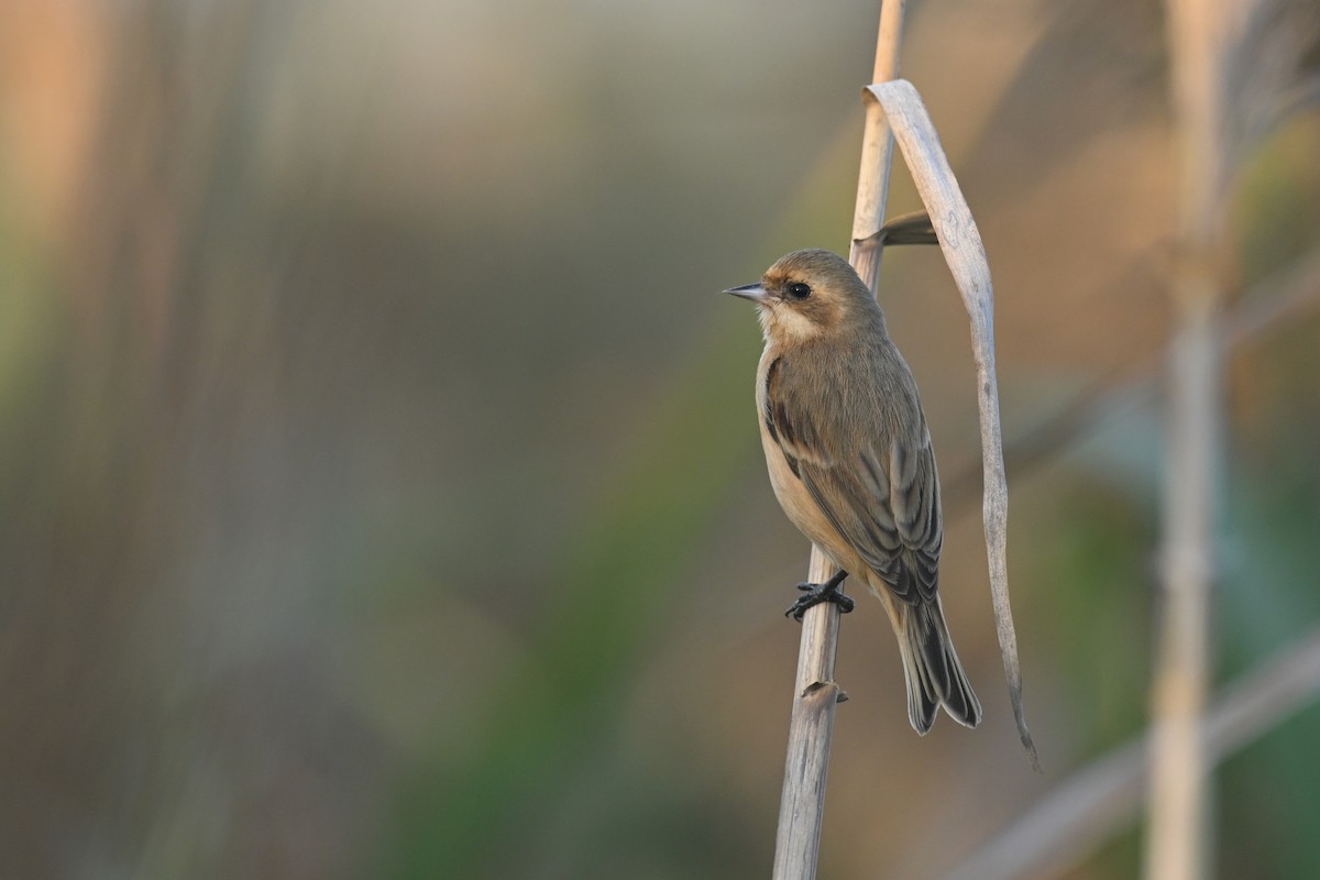 Китайский ремез - ML646228891