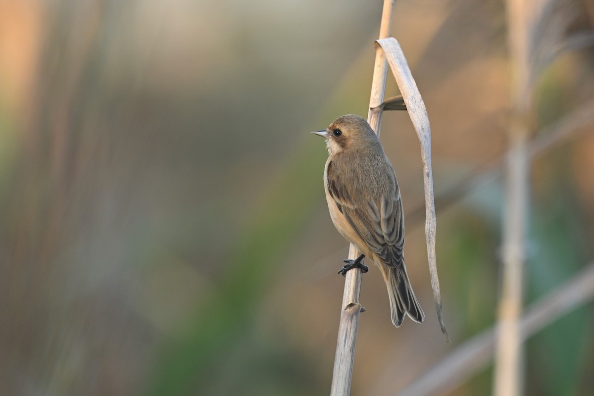 Китайский ремез - ML646228892