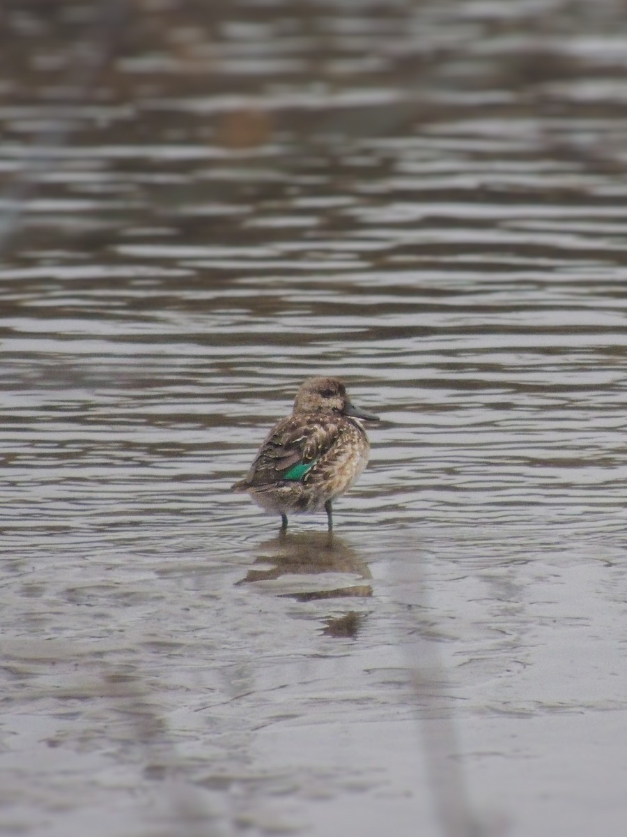 Чирок-свистунок - ML646228893