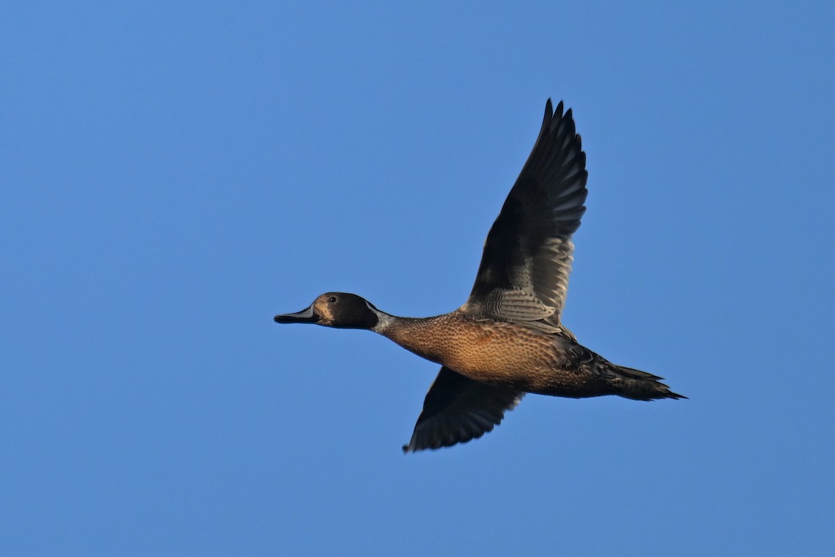 Шилохвость - ML646228894