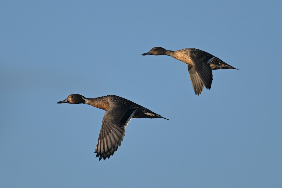 Шилохвость - ML646228895