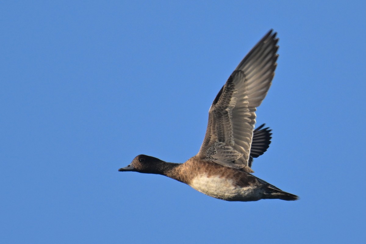 Свиязь - ML646228896