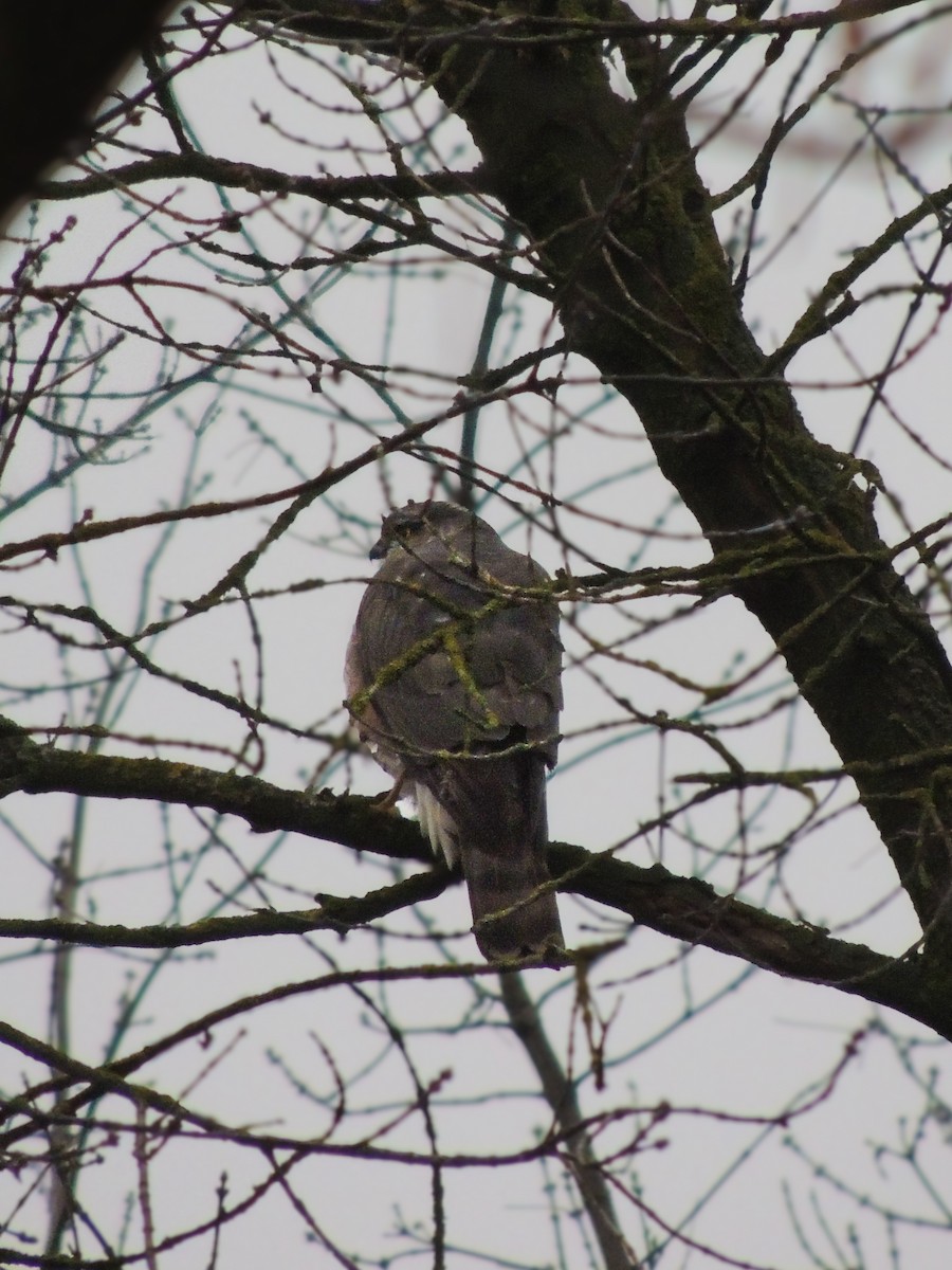 Перепелятник - ML646228897