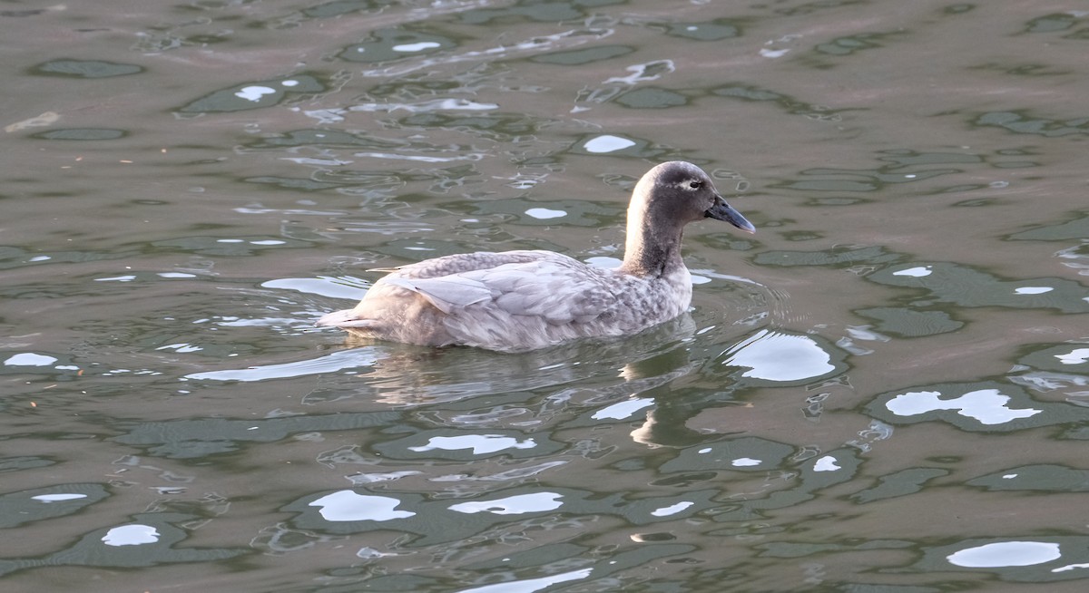 Кряква - ML646228901