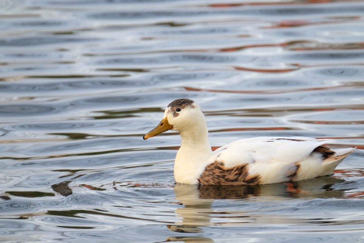 Кряква - ML646228902