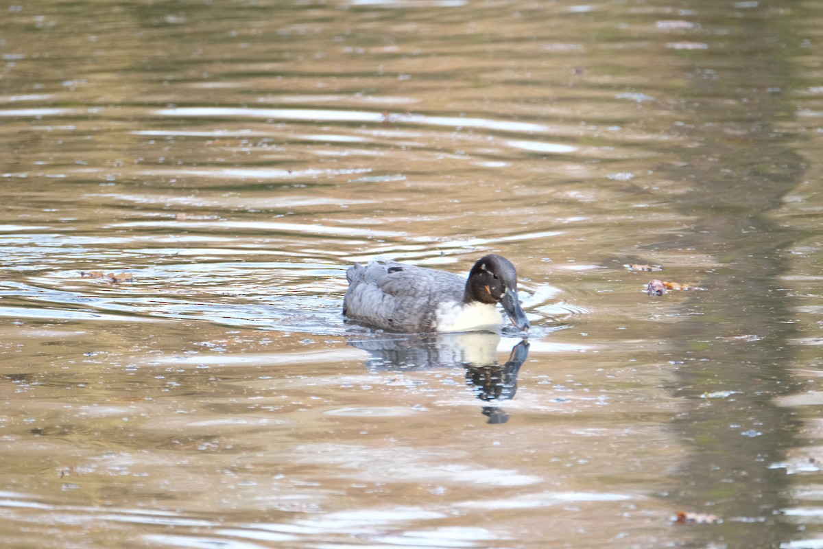 Кряква - ML646228903