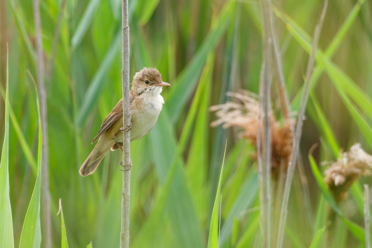 Тростниковая камышевка - ML646228904