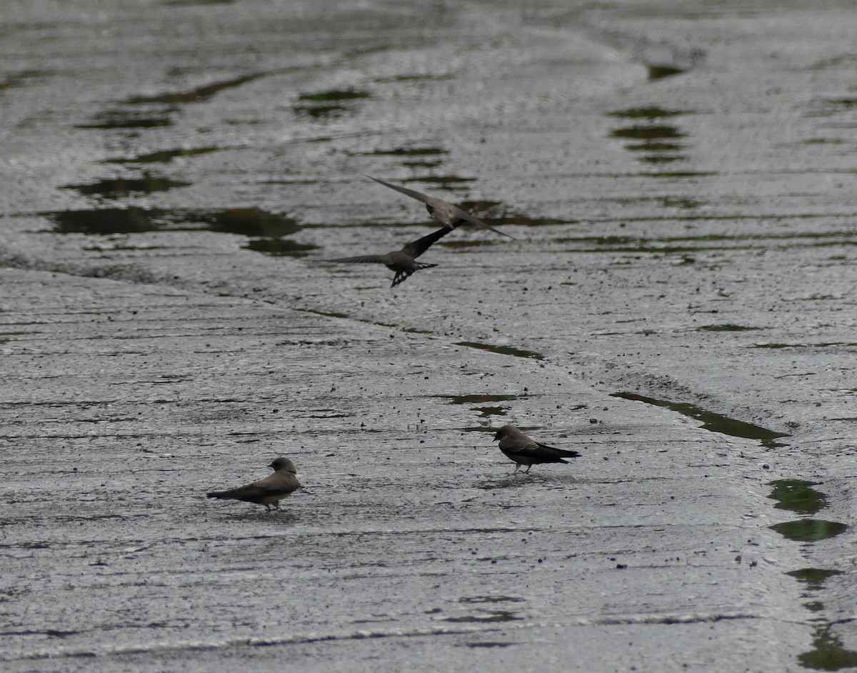 Скальная ласточка - ML646228905