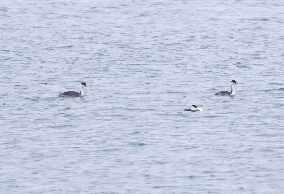 Западная поганка - ML646228907