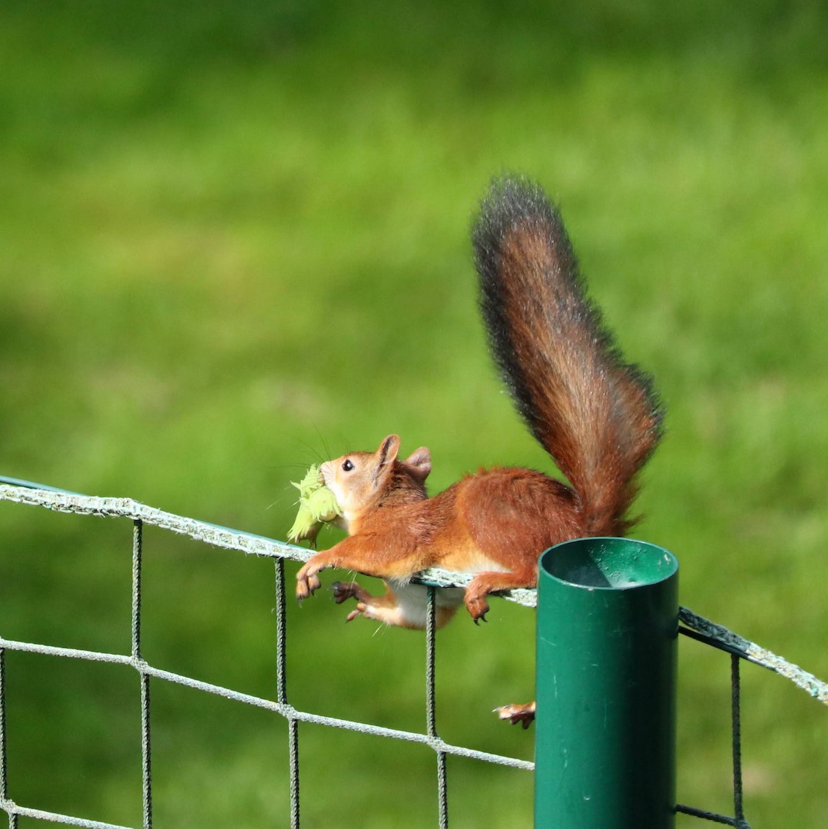 Eurasian Red Squirrel - ML646228908