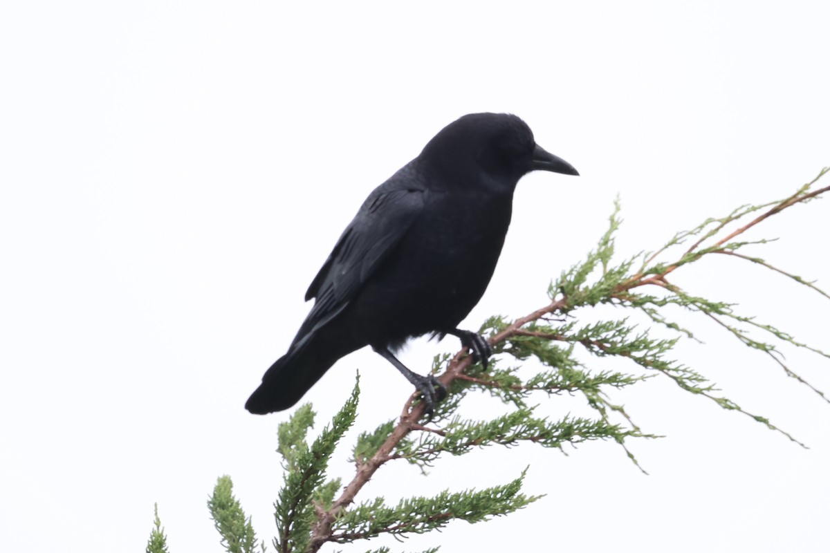 Американская ворона - ML646228909