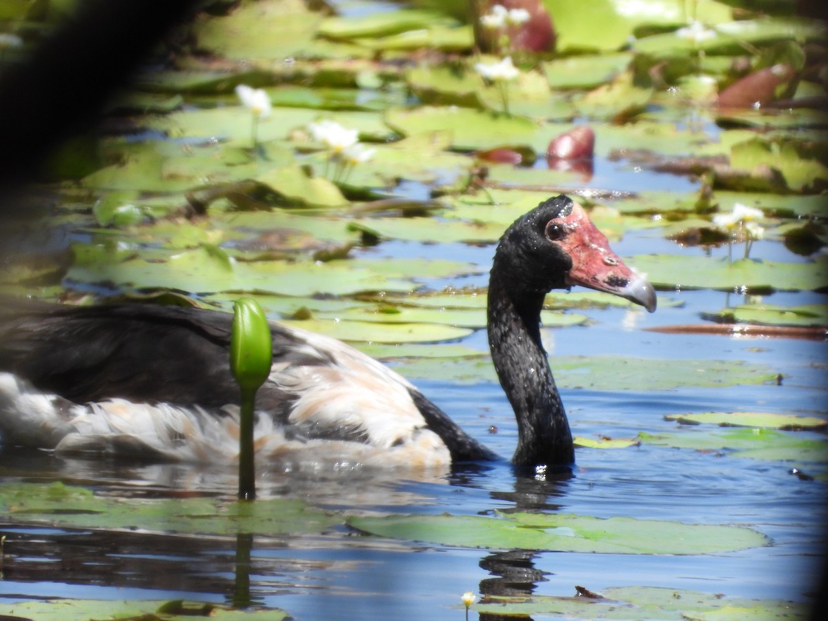 Полулапчатый гусь - ML646228911