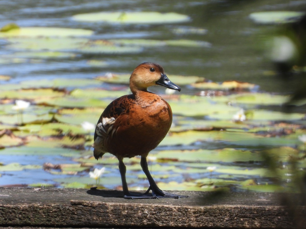 Странствующая древесная утка - ML646228912