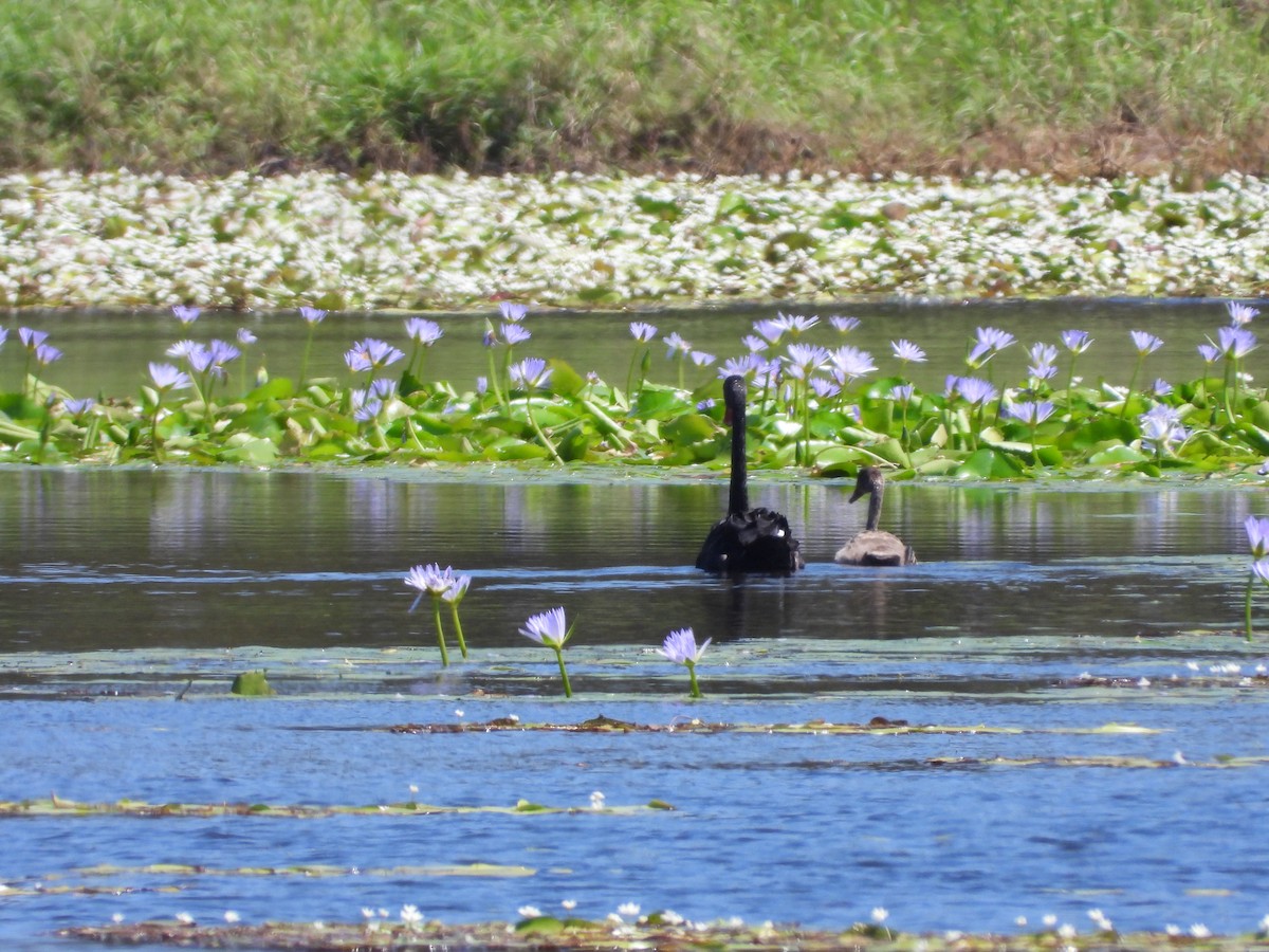Чёрный лебедь - ML646228913