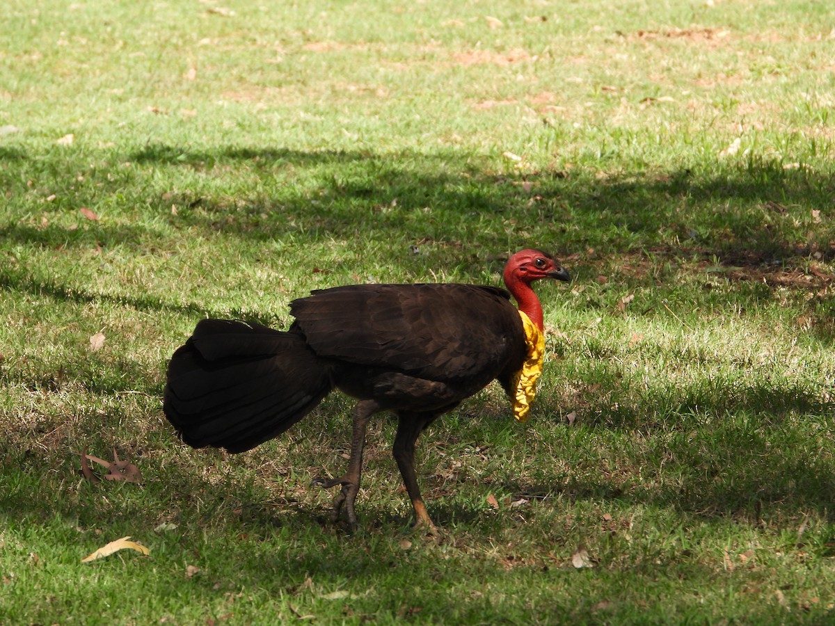 Australian Brushturkey (Yellow-pouched) - ML646228914