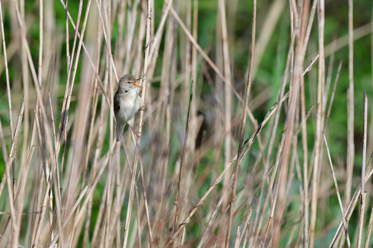 Болотная камышевка - ML646228915