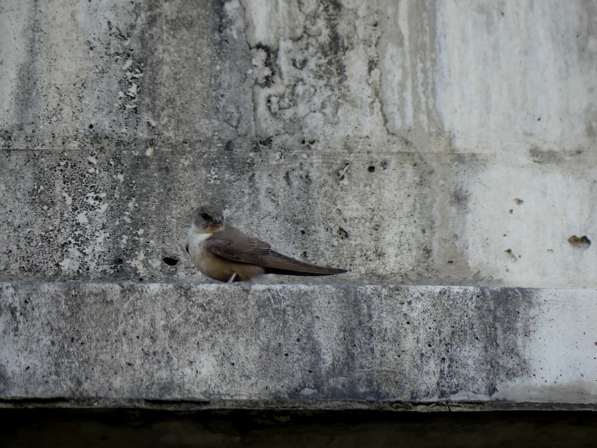 Скальная ласточка - ML646228916